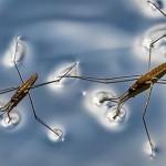 water skipper